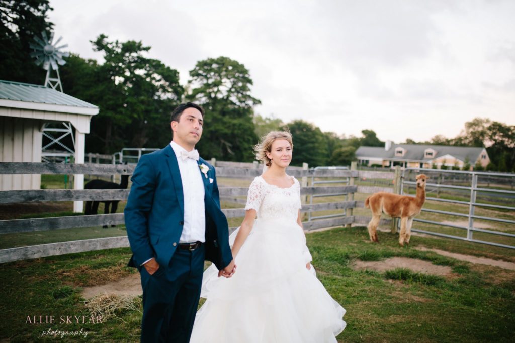 bride-and-groom-with-alpaca-edel-haus-farms-wedding